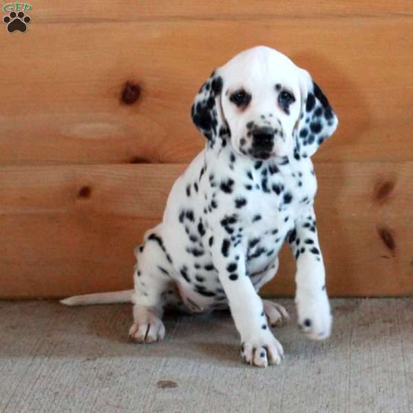 Stacie, Dalmatian Puppy