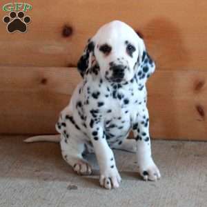 Stacie, Dalmatian Puppy