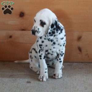 Stacie, Dalmatian Puppy