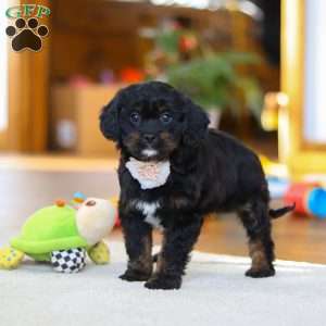 Star, Cavapoo Puppy