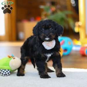 Star, Cavapoo Puppy