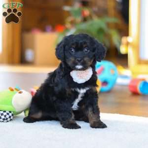 Star, Cavapoo Puppy