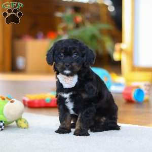 Star, Cavapoo Puppy
