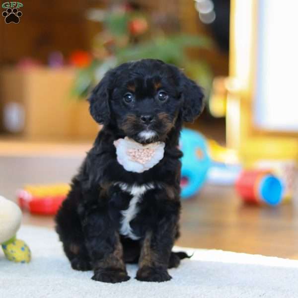 Star, Cavapoo Puppy