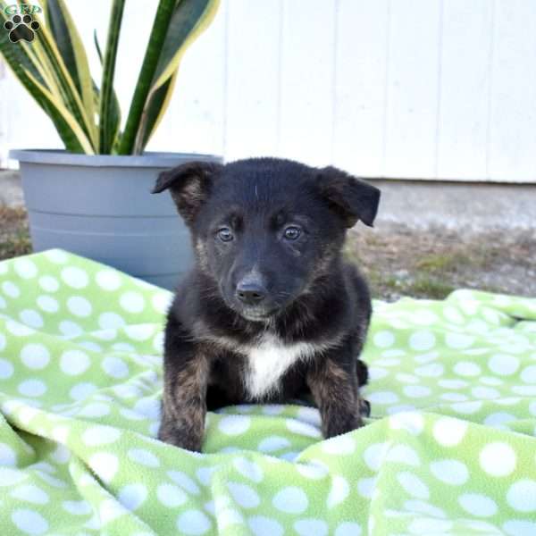 Star, German Shepherd Mix Puppy