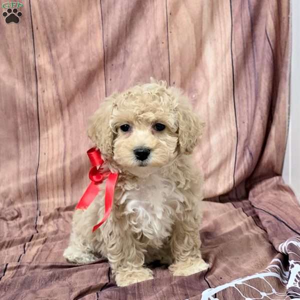 Star, Bich-Poo Puppy