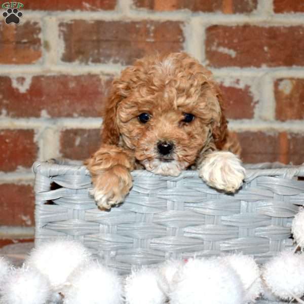 Star, Yorkie Poo Puppy