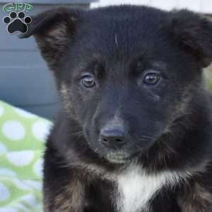 Star, German Shepherd Mix Puppy