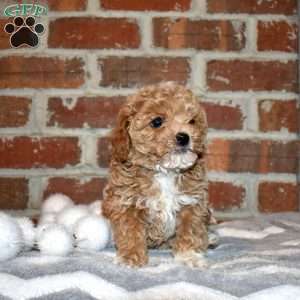 Star, Yorkie Poo Puppy