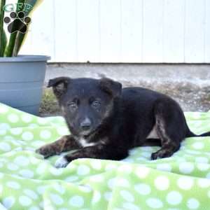 Star, German Shepherd Mix Puppy