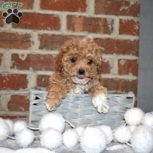 Star, Yorkie Poo Puppy