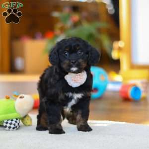 Star, Cavapoo Puppy