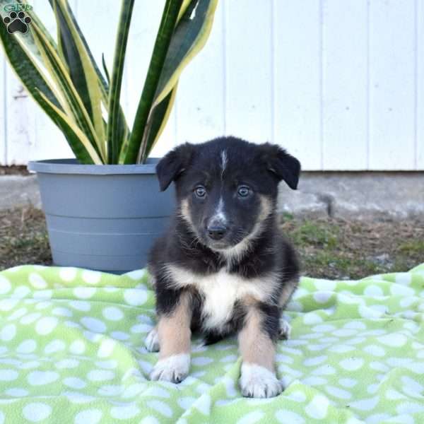 Stella, German Shepherd Mix Puppy