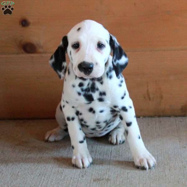 Stella, Dalmatian Puppy