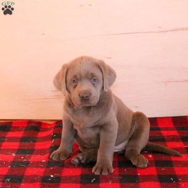 Stella, Charcoal Labrador Retriever Puppy