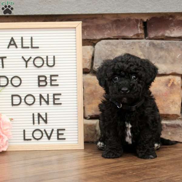 Stella, Bich-Poo Puppy