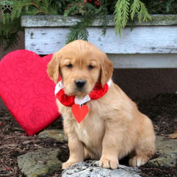 Stella, Golden Retriever Puppy