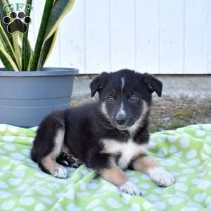 Stella, German Shepherd Mix Puppy