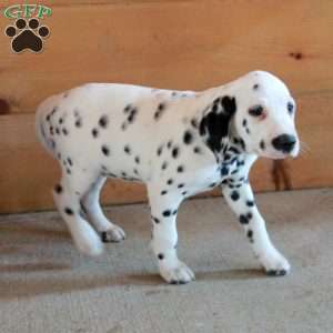 Stella, Dalmatian Puppy