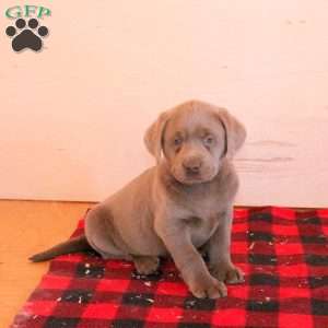 Stella, Charcoal Labrador Retriever Puppy