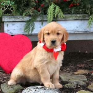Stella, Golden Retriever Puppy