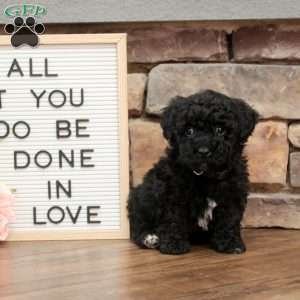 Stella, Bich-Poo Puppy