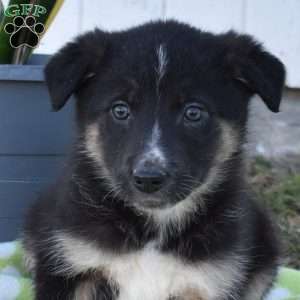 Stella, German Shepherd Mix Puppy