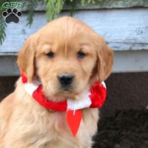 Stella, Golden Retriever Puppy