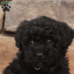 Stella, Bich-Poo Puppy