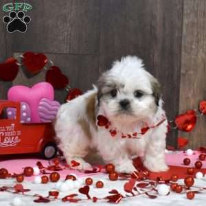 Stevie, Shih Tzu Puppy