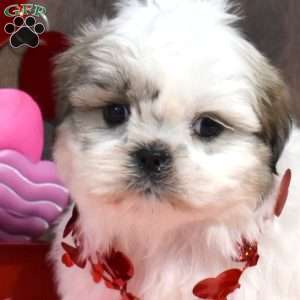 Stevie, Shih Tzu Puppy