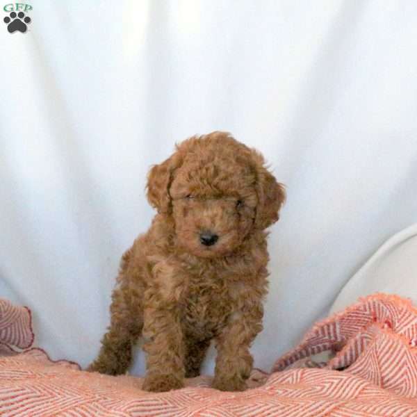 Stewart, Miniature Poodle Puppy