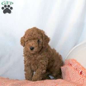 Stewart, Miniature Poodle Puppy
