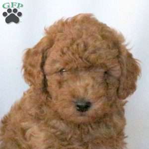Stewart, Miniature Poodle Puppy