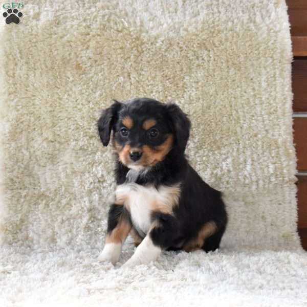 Stormy, Cavalier King Charles Mix Puppy