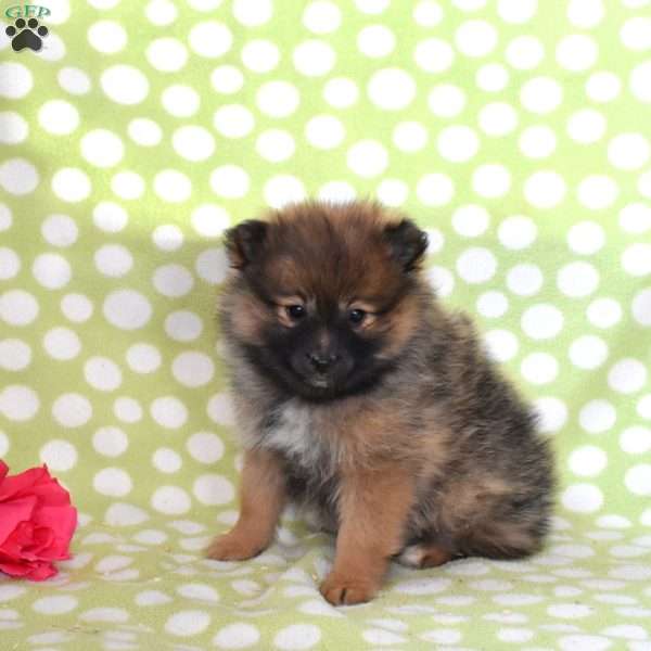Stormy, Pomeranian Puppy