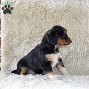 Stormy, Cavalier King Charles Mix Puppy