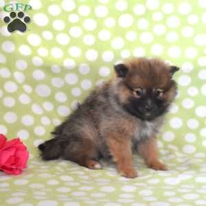 Stormy, Pomeranian Puppy