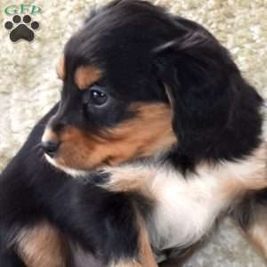 Stormy, Cavalier King Charles Mix Puppy