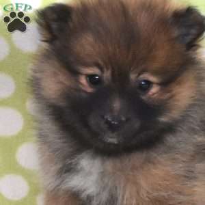 Stormy, Pomeranian Puppy