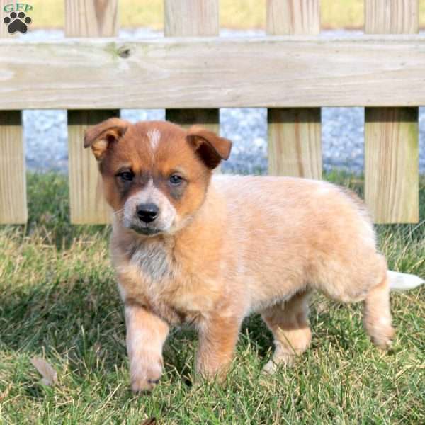 Stormy, Blue Heeler – Australian Cattle Dog Puppy