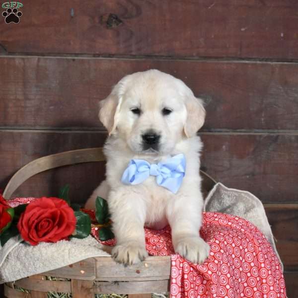 Stuart, English Cream Golden Retriever Puppy
