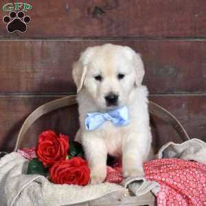 Stuart, English Cream Golden Retriever Puppy