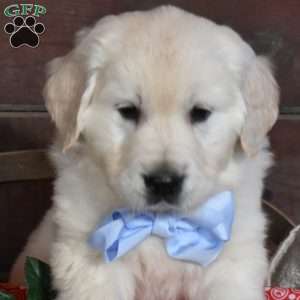 Stuart, English Cream Golden Retriever Puppy