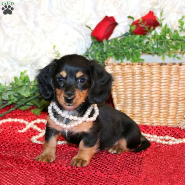 SuEllen-Mini, Dachshund Puppy