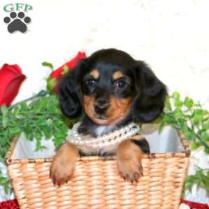 SuEllen-Mini, Dachshund Puppy