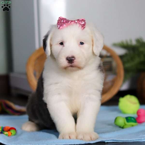 Sugar, Old English Sheepdog Puppy