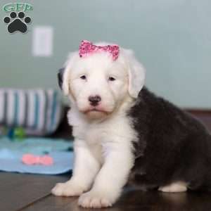 Sugar, Old English Sheepdog Puppy
