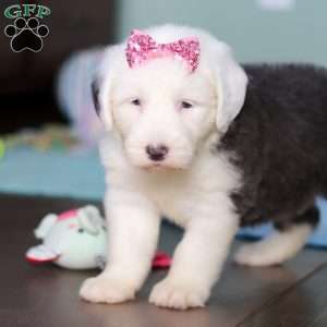 Sugar, Old English Sheepdog Puppy