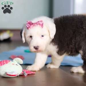 Sugar, Old English Sheepdog Puppy